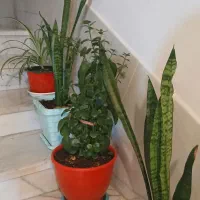 گلهای طبیعی سرحال هدیه روز مادر و زن|گل و گیاه طبیعی|شیراز, گویم|دیوار