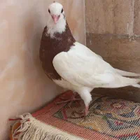 یک جفت کبوتر طوقی|پرنده|لردگان, |دیوار