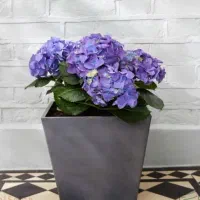 خریدر / وام ازدواج / هستم