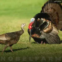 بوقلمون فروشی