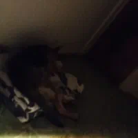 سگ ژرمن شپرد