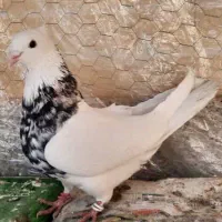 کبوتر توقی هفت رنگ