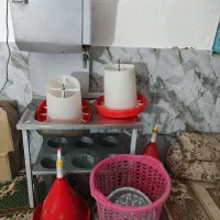 دستگاه تک کردن مرغ