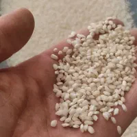 برنج گرده ی درجه یک