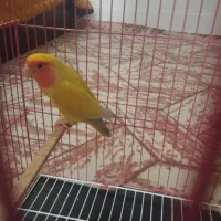 کوتوله برزیلی دره شهر|پرنده|دره شهر, |دیوار