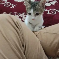 فروش گربه