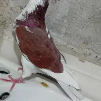 کفتر المانی