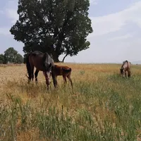 اسب|اسب و تجهیزات اسب‌سواری|کوهدشت, |دیوار