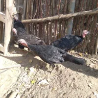 بوقلمون ماده|حیوانات مزرعه|بکتاش, |دیوار