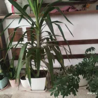 گل طبیعی|گل و گیاه طبیعی|یاسوج, |دیوار