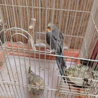 عروس هلندی جفت