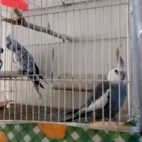 عروس هلندی مولد جفت سالم و زرنگ