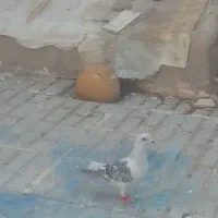 کفتر سوسکی پلاکی و کفتر پشتی پرپا نر و ماده و جوجه|پرنده|تربت‌حیدریه, شهرک ولیعصر|دیوار