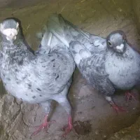 نقره ای