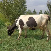 گاو زاییده با گوساله اصل سمینتال
