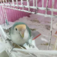 طوطی برزیلی آموزش دیده|پرنده|مشهد, فارغ التحصیلان|دیوار