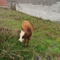 فروش ورزا کوله