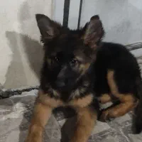 توله ژرمن شولاین|سگ|فومن, |دیوار