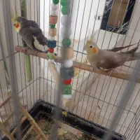 عروس هلندی جفت