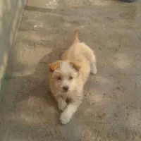 یک عدد سگ پاکوتاه|سگ|سربیشه, |دیوار