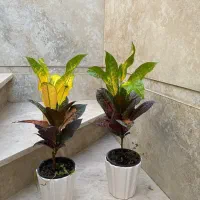 150تا200|گل و گیاه طبیعی|نیشابور, شهید بهشتی|دیوار