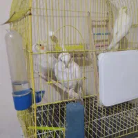 عروس هلندی نراماده جفت