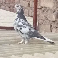 فروش کفتر