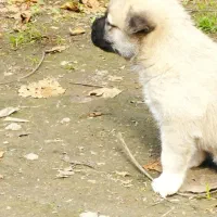 توله سرابی ۲ماهه و نیمه|سگ|ضیابر, |دیوار