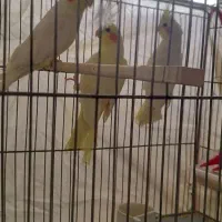 عروس هلندی لوتینو