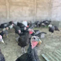 بوقلمون ۳ الی ۴ ماه|حیوانات مزرعه|کازرون, |دیوار