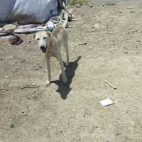 توله سگه 8 ماه