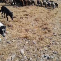 واگذاری سگ قدریجون گله دهن پاک|سگ|زالیان, |دیوار