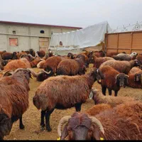 گوسفند زنده (دام پاک) ۱۰۰٪سالم و پر گوشت