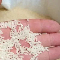 فروش برنج طارم هاشمی ممتاز پنج ستاره