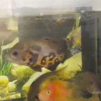 آکواریوم باتمام وسایل وماهی گوشت خوار|ماهی|قزوین, |دیوار