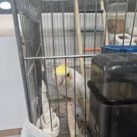 یک جفت عروس هلندی لوتینو به همراه کلیه لوازم