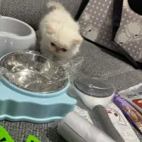 گربه|گربه|تهران, ایرانشهر|دیوار