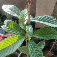 نهال انبه اصلا شده برای هوای گرم کم آب ماسه ای|گل و گیاه طبیعی|اهواز, کیانپارس |دیوار