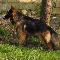 ژرمن کینگ مو بلند