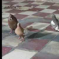 جفت سینه سرخ و زرد|پرنده|شیراز, شریف‌آباد|دیوار