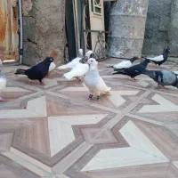 کبوتر