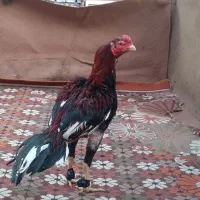 مرغ . خروس لاری