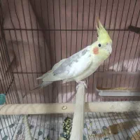 عروس هلندی نر