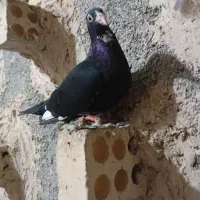 قره سیاه ماده|پرنده|مشهد, ویلاشهر|دیوار