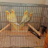 عروس هلندی|پرنده|قم, انصار‌الحسین|دیوار