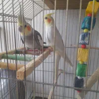 عروس هلندی|پرنده|کوهدشت, |دیوار