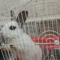 خرگوش لوپ|موش و خرگوش|گرگان, |دیوار