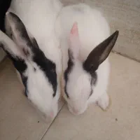 دو خرگوش|موش و خرگوش|اهواز, گلستان|دیوار