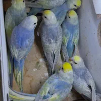 مرغ عشق رینبو با ماده پروانه ای|پرنده|زابل, |دیوار