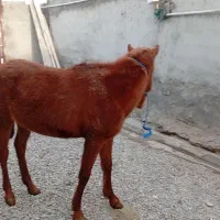 اسب فروشی|اسب و تجهیزات اسب‌سواری|ازنا, |دیوار